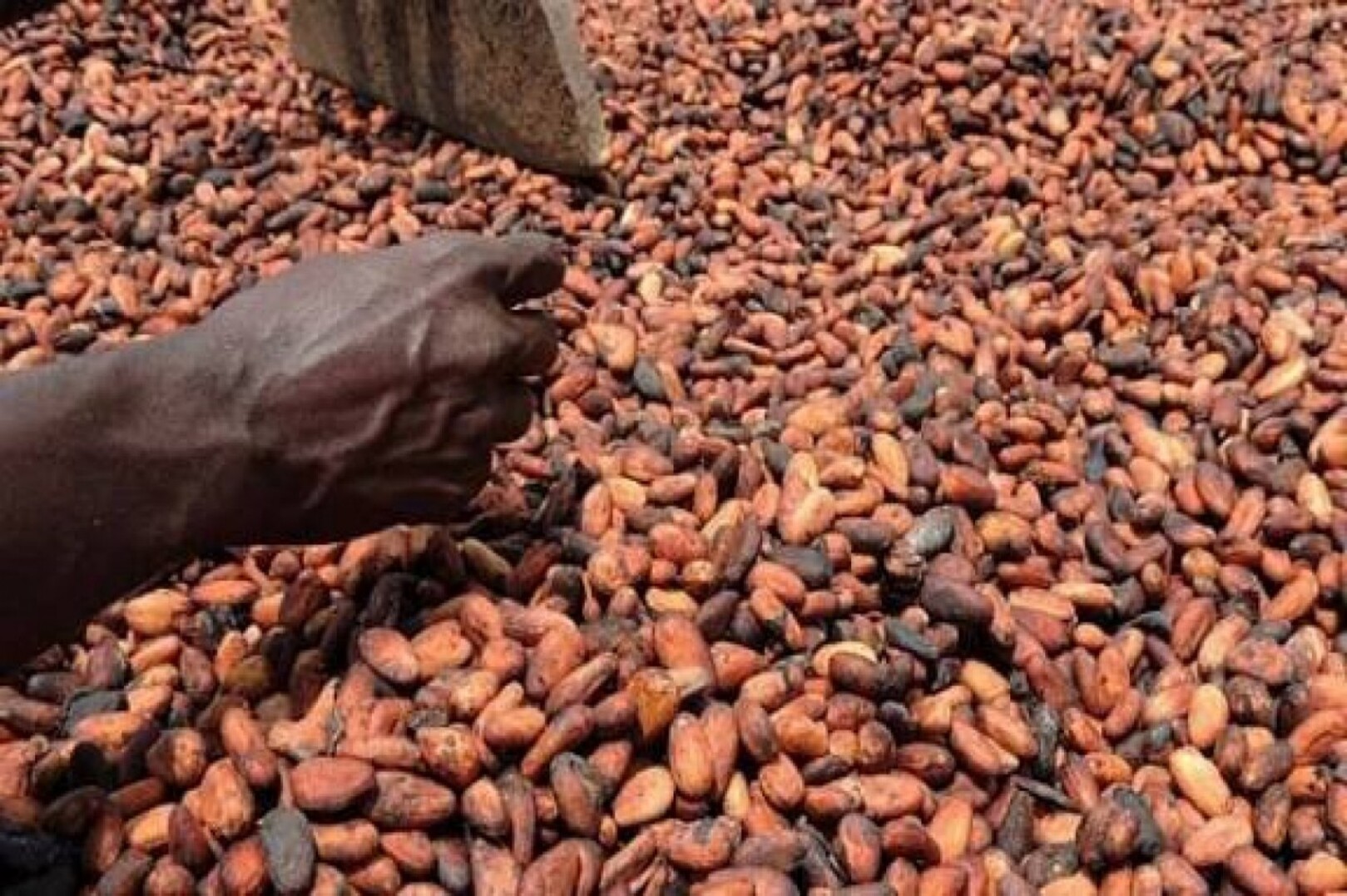 Côte d’Ivoire cocoa sector: Touton restructures operations after Hartree takeover, exits storage and processing activities